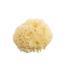 Natural Honeycomb Sea Sponge 5-5.5inch Bleached & Unbleached (packs of 1 & 3)